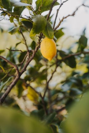 Zitronenbaum im Weingarten